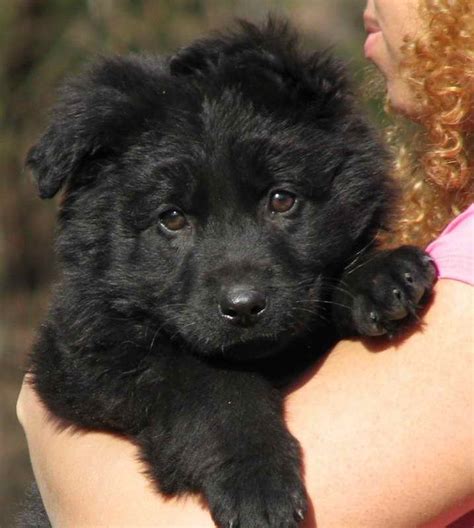 Also arizona, arkansas, california, colorado, connecticut, florida, georgia, illinois, louisiana. Long Haired Black German Shepherd Puppies For Sale | PETSIDI