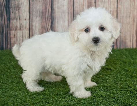 Maltipoo 7 Beautiful Reasons Why We Love The Maltese Poodle Mix All