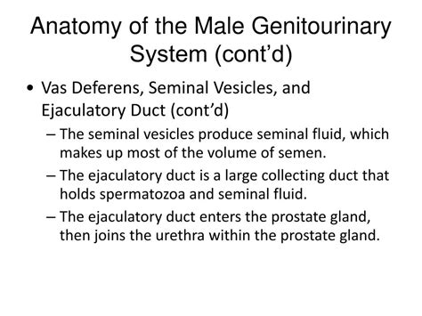 Ppt Male Reproductive Medicine Powerpoint Presentation Free Download