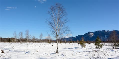 Free Images Landscape Tree Nature Wilderness Snow Cold Winter