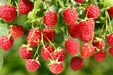 How To Plant And Grow Raspberries The Simple Keys To Success