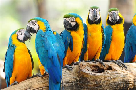If you have one of your own you'd like to share, send it to us and we'll be happy to include it on our website. Blue-and-yellow Macaw 4k Ultra HD Wallpaper | Background ...