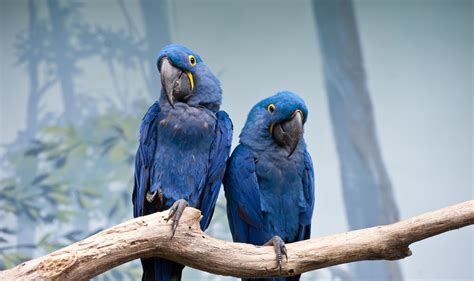 World Parrot Day Celebrating Colorful Wonders Of Avian Kingdom Daily