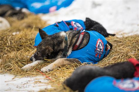 Encephalitis and meningitis may be associated as causes of death but have most likely been present and. Necropsy shows pneumonia was cause of death for Iditarod dog - Anchorage Daily News