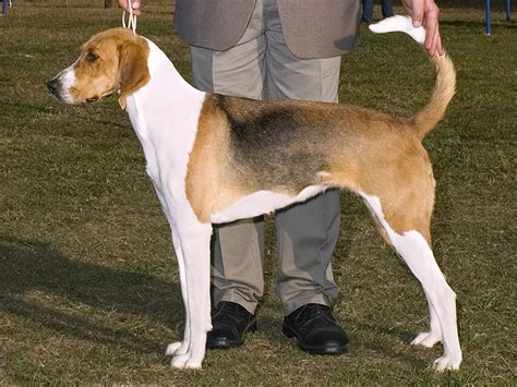English Foxhound Temperament Lifespan Shedding Puppy