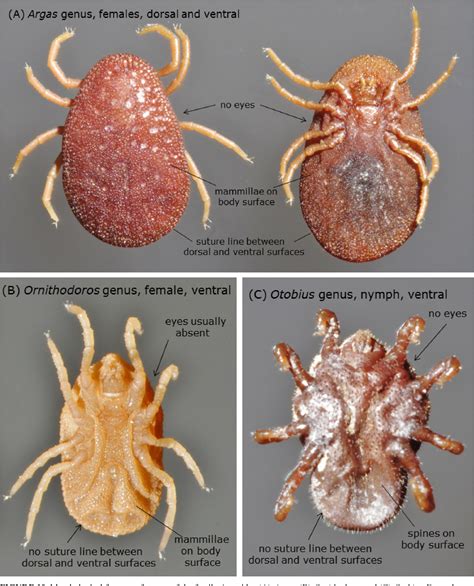 Figure 10 From Ticks Of Australia The Species That Infest Domestic