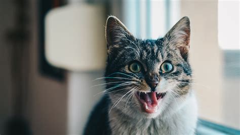 Cat Scream Emotion 4k Scream Emotion Cat