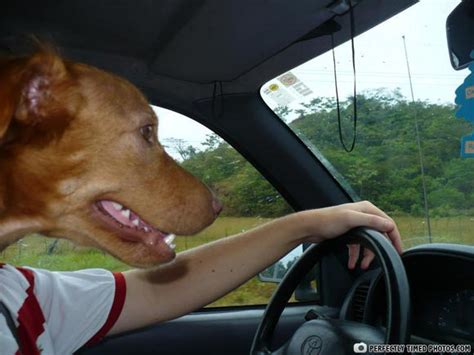 40 Cool Dogs Driving Cars 40 Pics Amazing Creatures