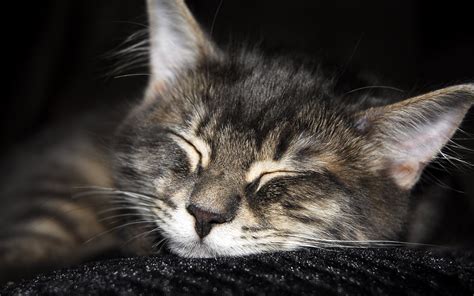 Cute Cat Sleeping Hd Desktop Wallpaper Widescreen High Definition