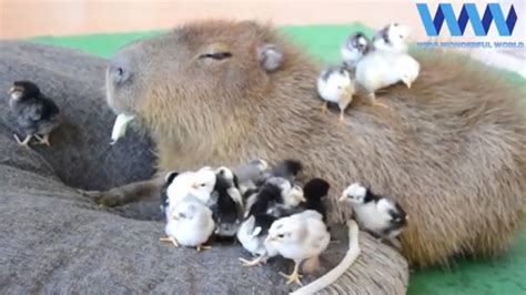 Capybara Being Friends With Other Animals 😍😍 Capybara Animals Chicks