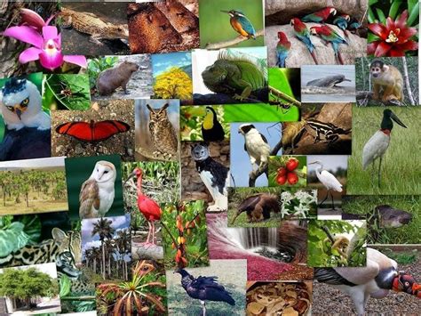 Regiones Naturales Del Ecuador Flora Y Fauna Jugadas Quizizz Sexiz Pix