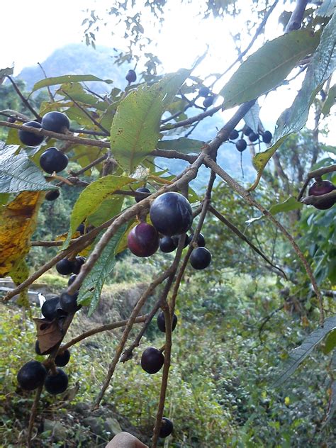 Prunus Nepalensis Flash Wallpaper Prunus Food And Drink Olive