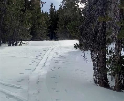 Minimal Blowing Snow On Tamarack Peak Sierra Avalanche Center