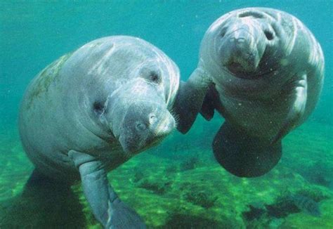 Manatees Holding Hands Well Fins Sea Cow Animals Manatee Florida