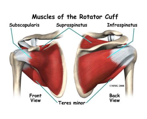 Shoulder Tendon And Ligament Anatomy Rotator Cuff Pain Tears And