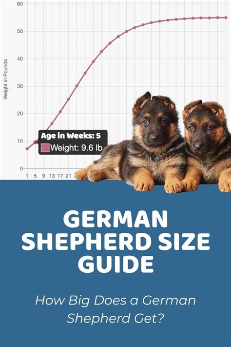 How Big Will German Shepherd Get