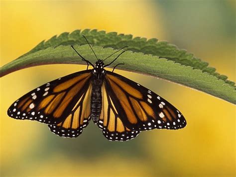 Monarch Butterfly Insect Nature Butterfly Animal Hd Wallpaper Peakpx