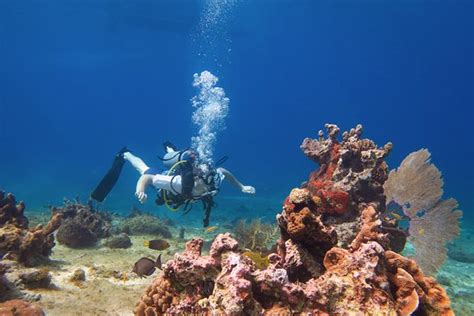 Cozumel Coral Reef Private Scuba Diving June 2019 All You Need To