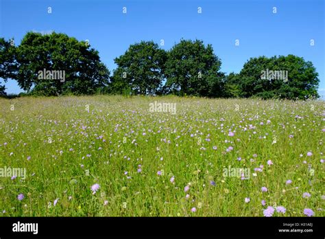 A British Summer Meadow Stock Photo Alamy