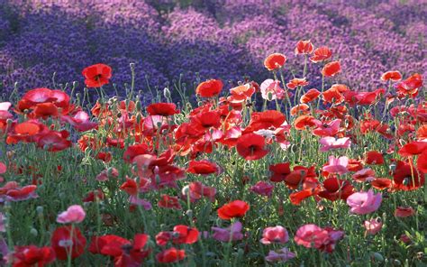 Gorgeous Poppy Field Wallpaper Nature And Landscape