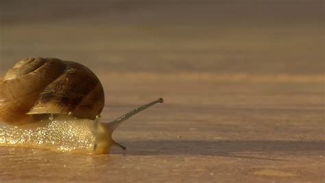 Walking Snail Stock Footage Video 4034683 Shutterstock