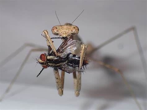 Praying Mantis Eating Spider