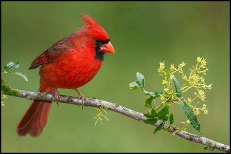 Northern Cardinal Page