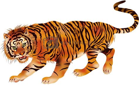 Walking Tiger By Mibuch Vectors And Illustrations With Unlimited