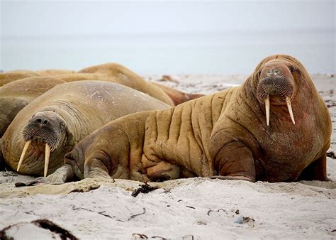 Are Walruses Dangerous Ned Hardy