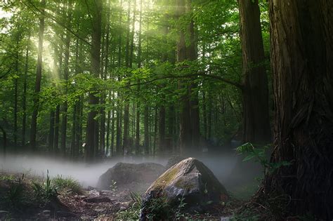 Sunbeams Forest Daylight Covered By Trees Forest Sunbeam Nature