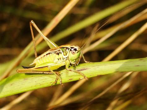 why crickets could be the solution we re all looking for hoppa