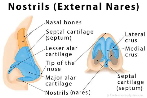 Nostrils Definition Functions Anatomy Pictures
