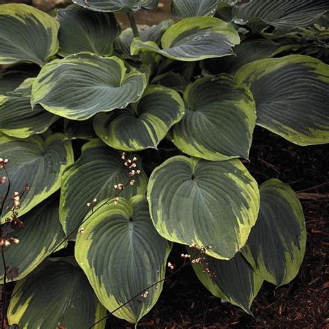 Hosta Earth Angel Plantain Lily From Antheia Gardens