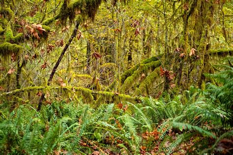 Hoh Rainforest Forest Moss Free Photo On Pixabay Pixabay