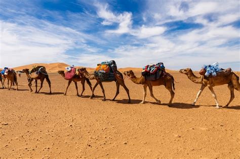 Caravana De Camellos En El Desierto Del Sahara Marruecos Foto Premium