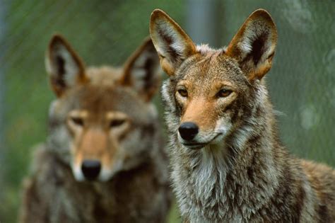 Mexican Gray Wolves And Red Wolves Are Taxonomically Unique A Federal