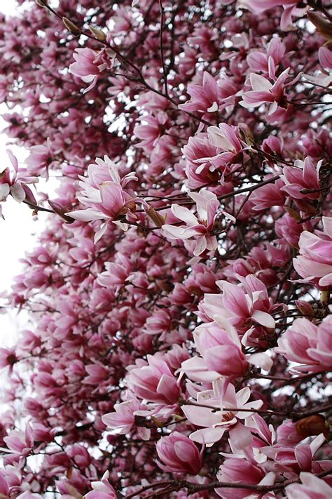 Spring Tree Flower Bloom Flowers Free Nature Pictures By