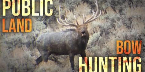 Bow Hunting Big Public Land Bulls Eastmans Official Blog Mule