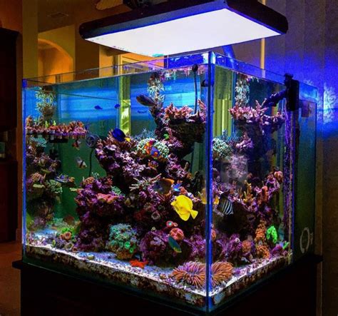 22 When To Add Fish To New Reef Tank References
