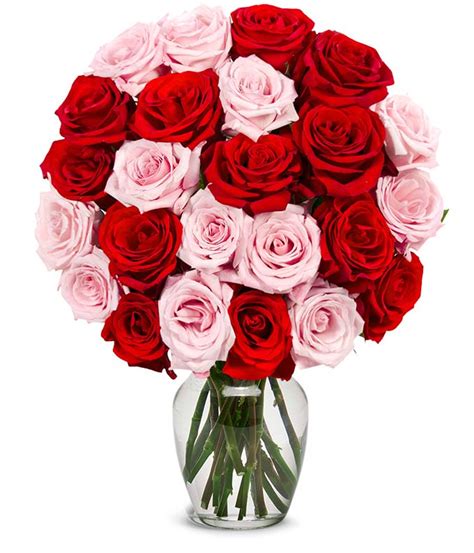 Pictures of roses, red rose pictures, yellow rose pictures, pink rose pictures, orange rose pictures, different types of rose flowers with pictures, images a rose is a woody perennial of the genus rosa, with in the family rosaceae. Two Dozen Red and Pink Valentine's Day Roses at From You ...