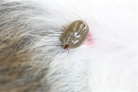 Big Ticks On A Dog — Stock Photo © Meepoohyaphoto 117737510