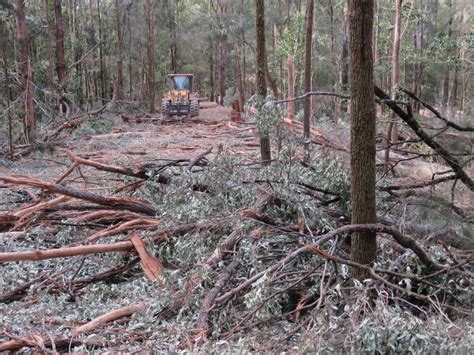 Massive Clearing Of Native Forestry In Tweed Sparks Furore The Echo