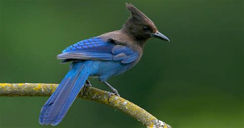 Masters Of Adaptation The Stellers Jays Resilience And Cleverness In