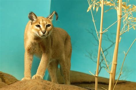 Caracal Diet Habitat Species And Size With Pictures Animalspal