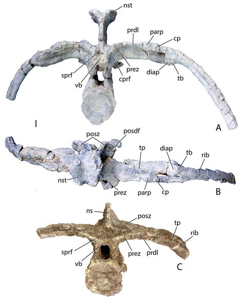 Osteology Of The Late Triassic Aetosaur Scutarx Deltatylus Archosauria