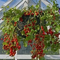 Explore our huge selection today! 10 Hanging Basket Ideas | My Garden Life