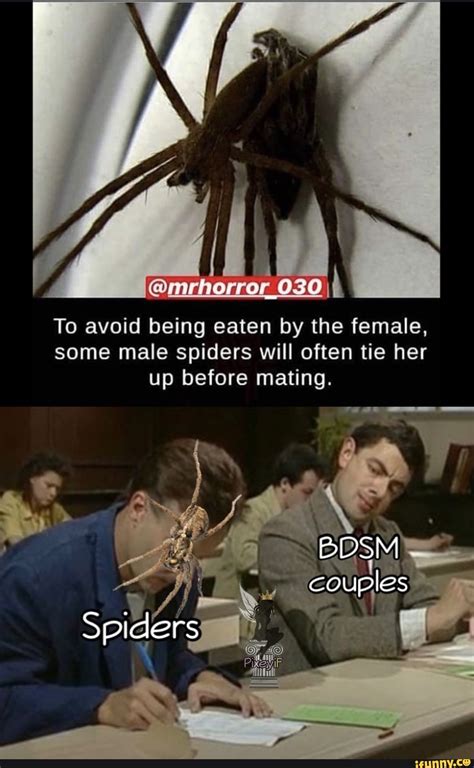 To Avoid Being Eaten By The Female Some Male Spiders Will Often Tie