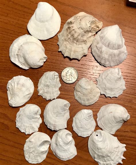 White Oyster Shells Natural Lot Of 15 East Coast Shells Etsy