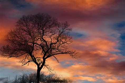 Dramatic Sky Clouds Tree Free Photo On Pixabay