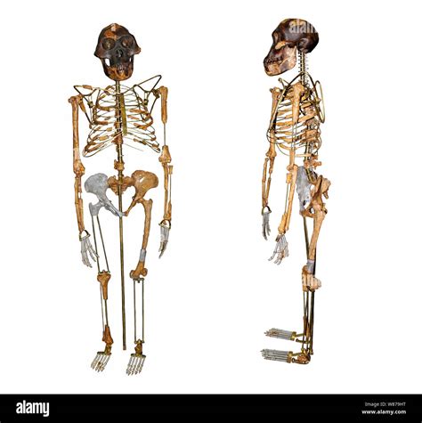 Esqueleto De Lucy Australopithecus Afarensis Vista Frontal Y Lateral